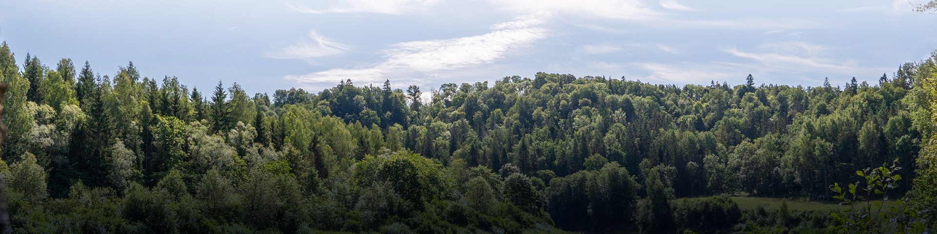 tress on a hillside